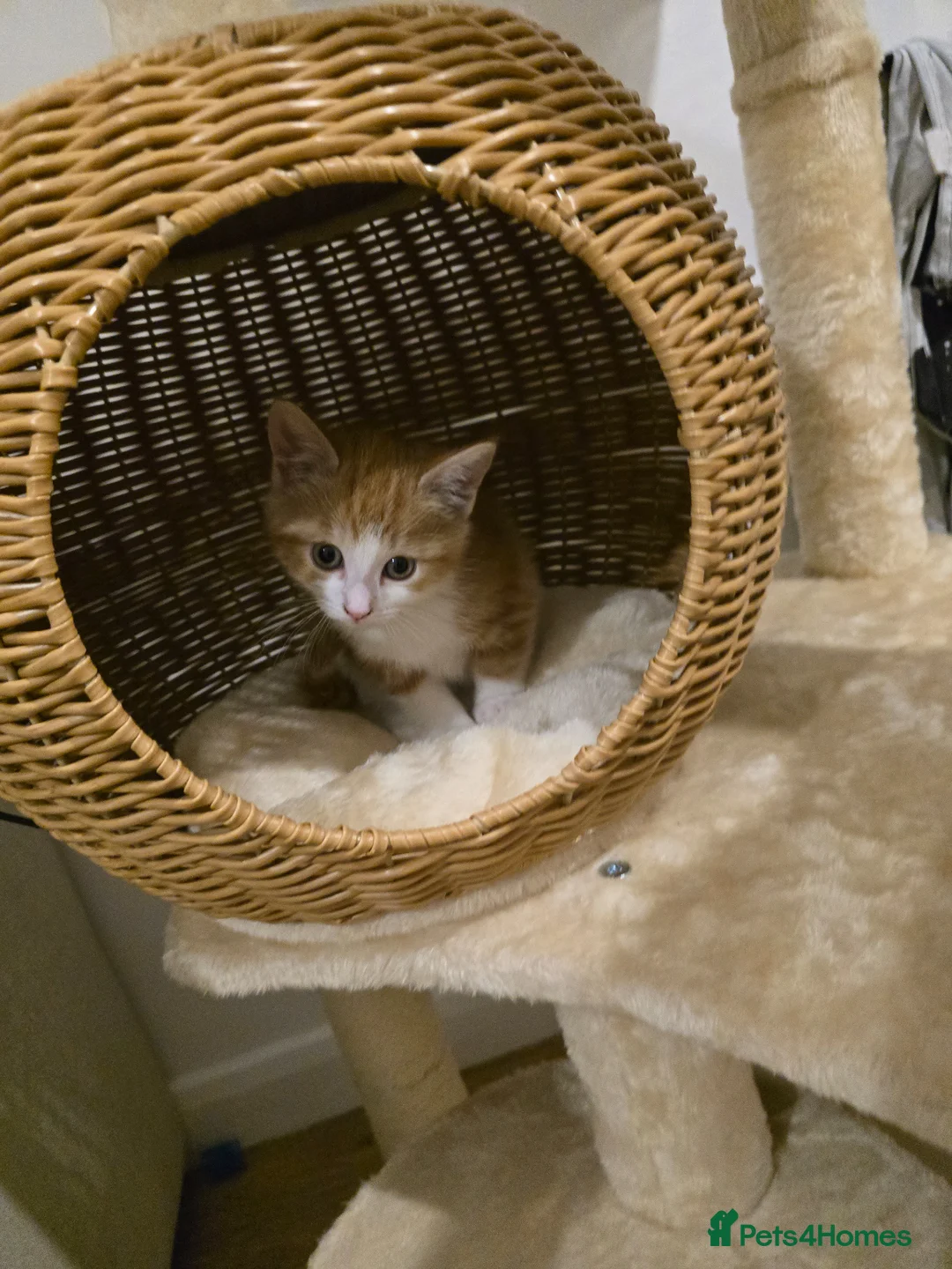 Mixed Breed cats for sale: Marshmallow  - Advert 5