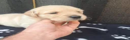 Golden Retriever dogs for sale: KC Registered Golden Retrievers- DNA Health Tested - Advert 22