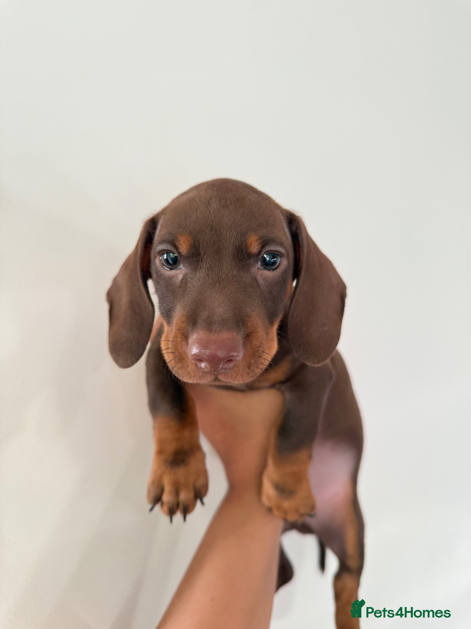 Dachshund dogs Green Eyes Dachshund Puppies - 2 Available - Advert 3