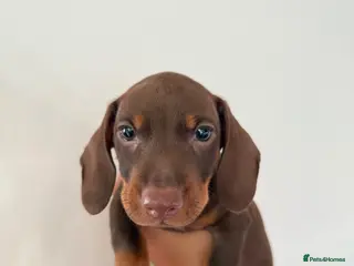 Dachshund dogs Green Eyes Dachshund Puppies - 2 Available - Advert 3
