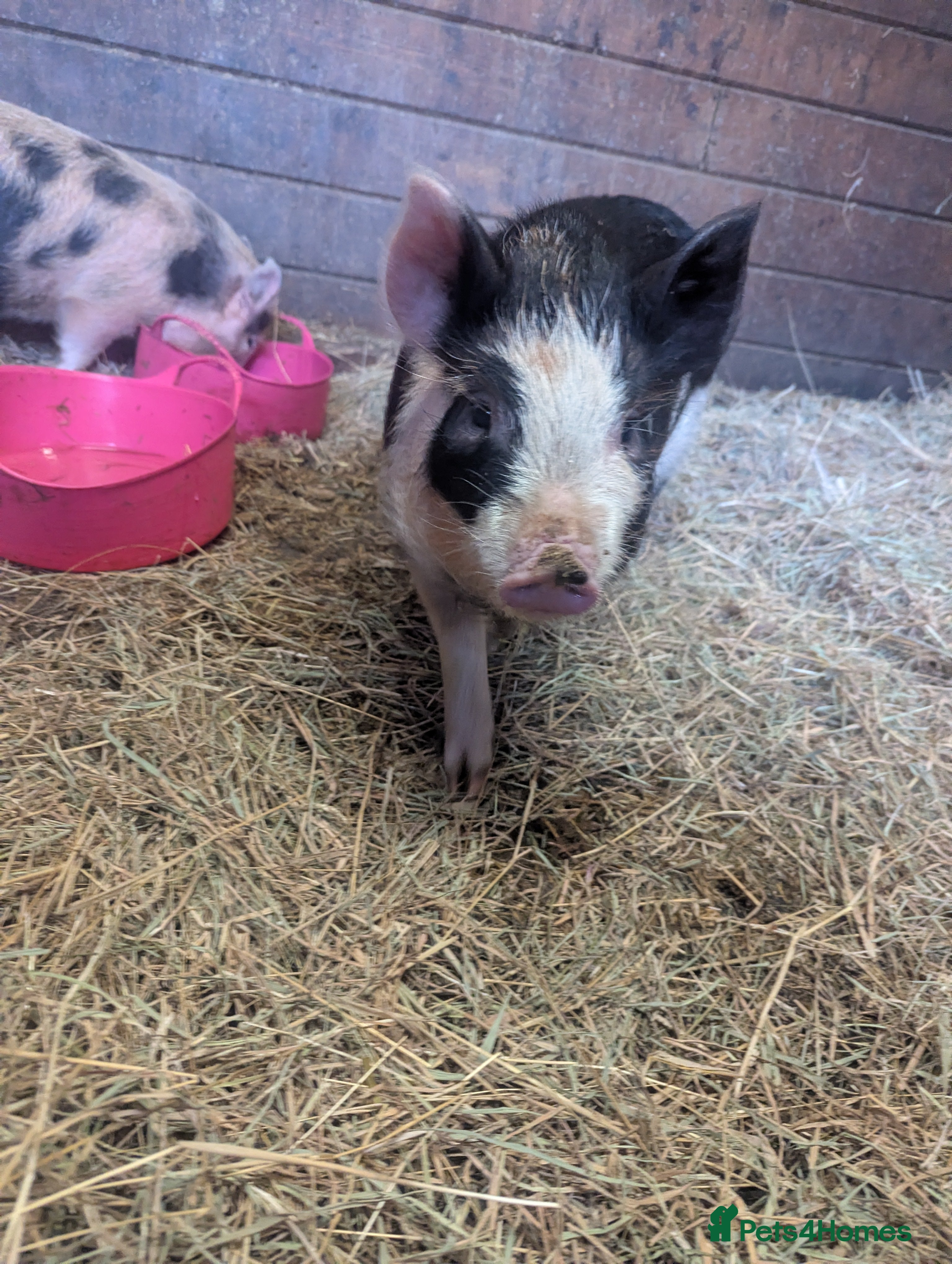 Pig livestock 2 female pigs looking for a new home - Advert 12