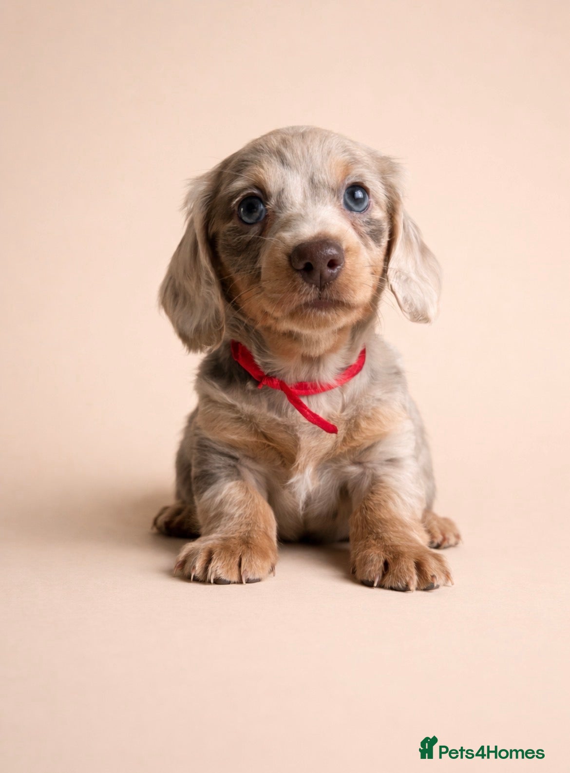 Miniature Dachshund dogs Long haired Miniature dachshund puppies KC REG - Advert 16