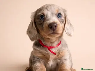 Miniature Dachshund dogs Long haired Miniature dachshund puppies KC REG - Advert 16