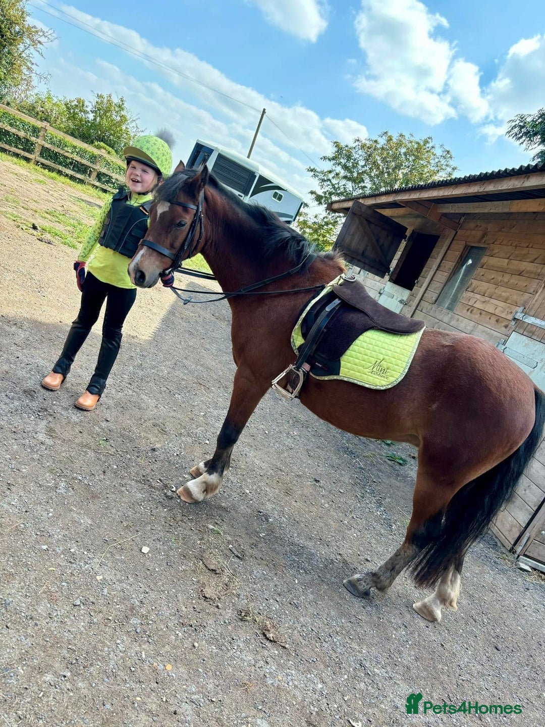 Welsh Section B horses for sale: Welsh part bred lead rein / confident first ridden - Advert 8