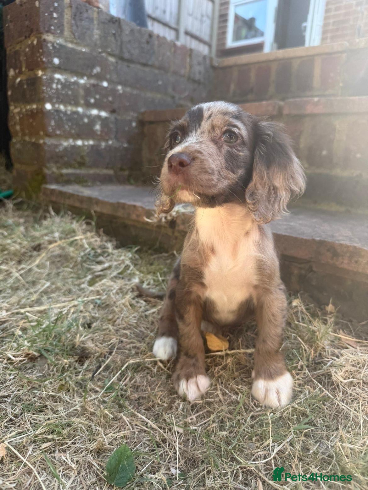 Cocker Spaniel dogs Working cocker spaniels  - Advert 4
