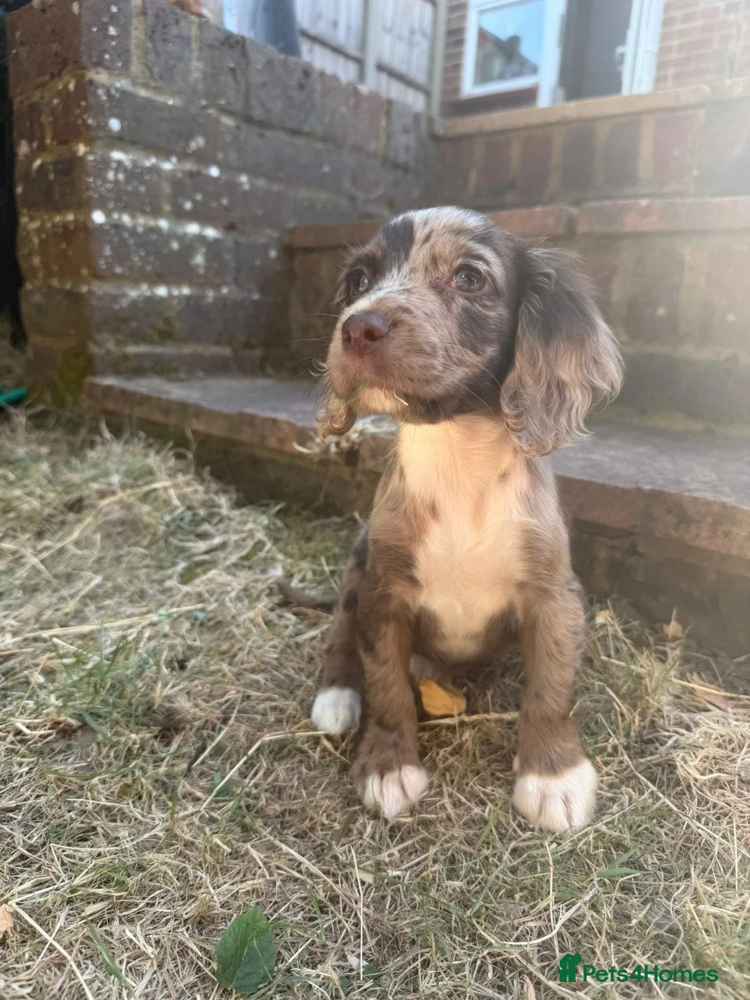 Cocker Spaniel dogs for sale: Working cocker spaniels  - Advert 1