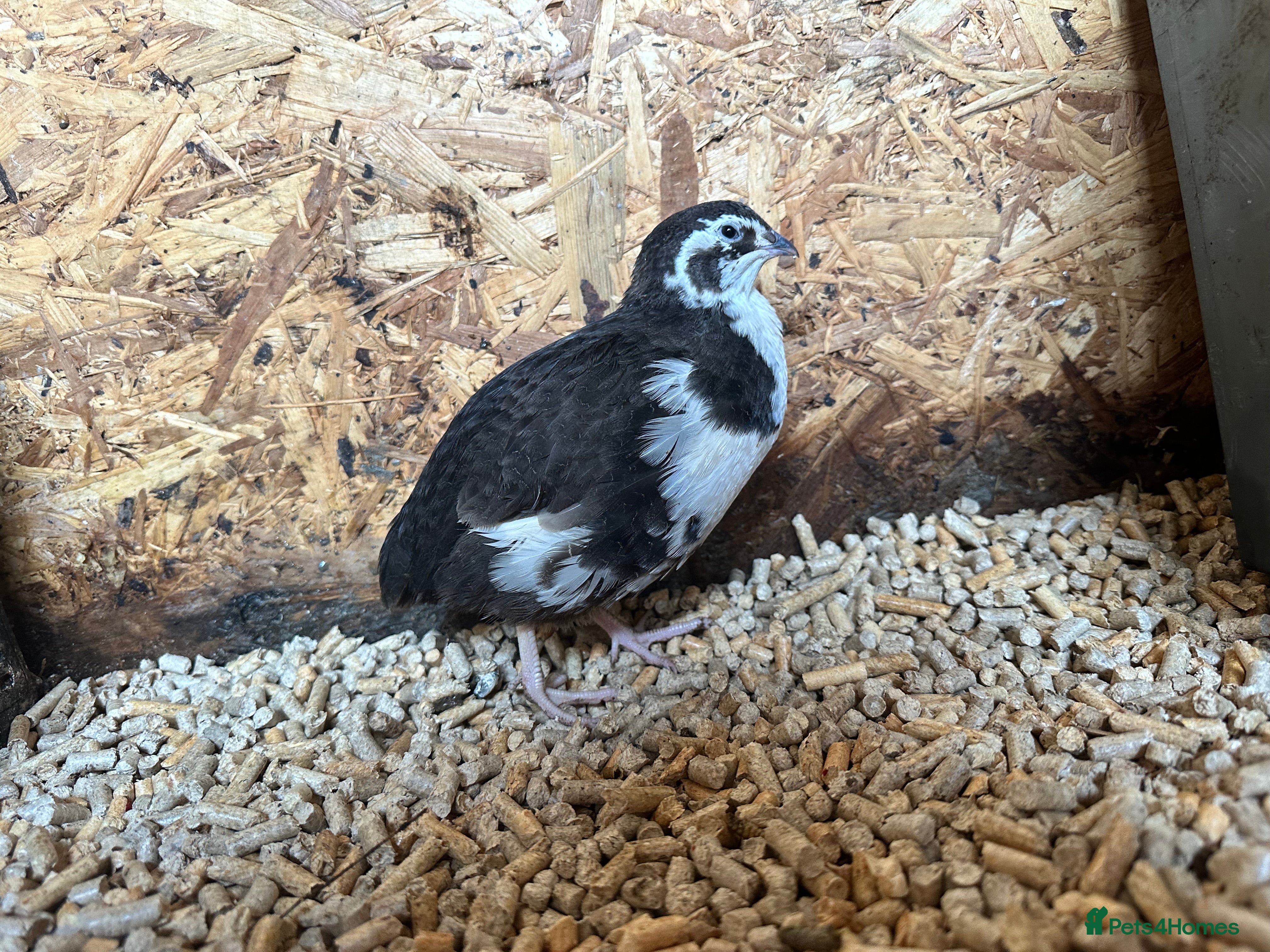 Quail poultry Coturnix quails from day olds to laying females - Advert 1