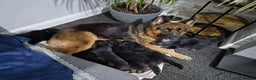 German Shepherd dogs for sale: German Shepherd  - Advert 1