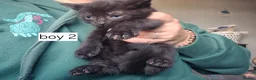 Mixed Breed cats for sale: Mixed breed kittens  in Swadlincote - Advert 7