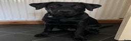 Labrador Retriever dogs for sale: Winston  - Advert 3