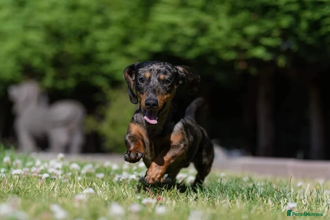Miniature Dachshund dogs for stud: Leprimas Boycie - Advert 11