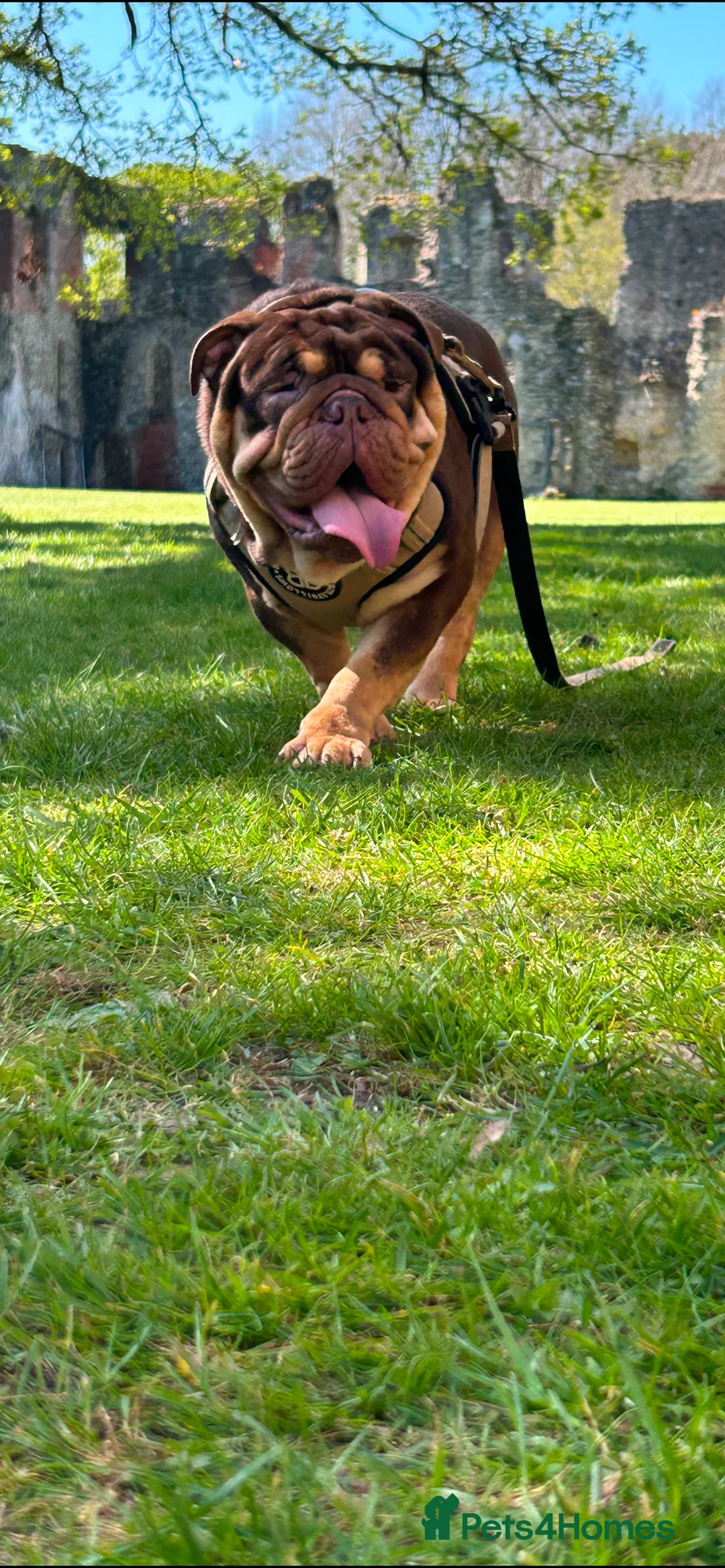 English Bulldog dogs for stud: Sons of king nemesis & epic bully (darling) in Southampton - Advert 9