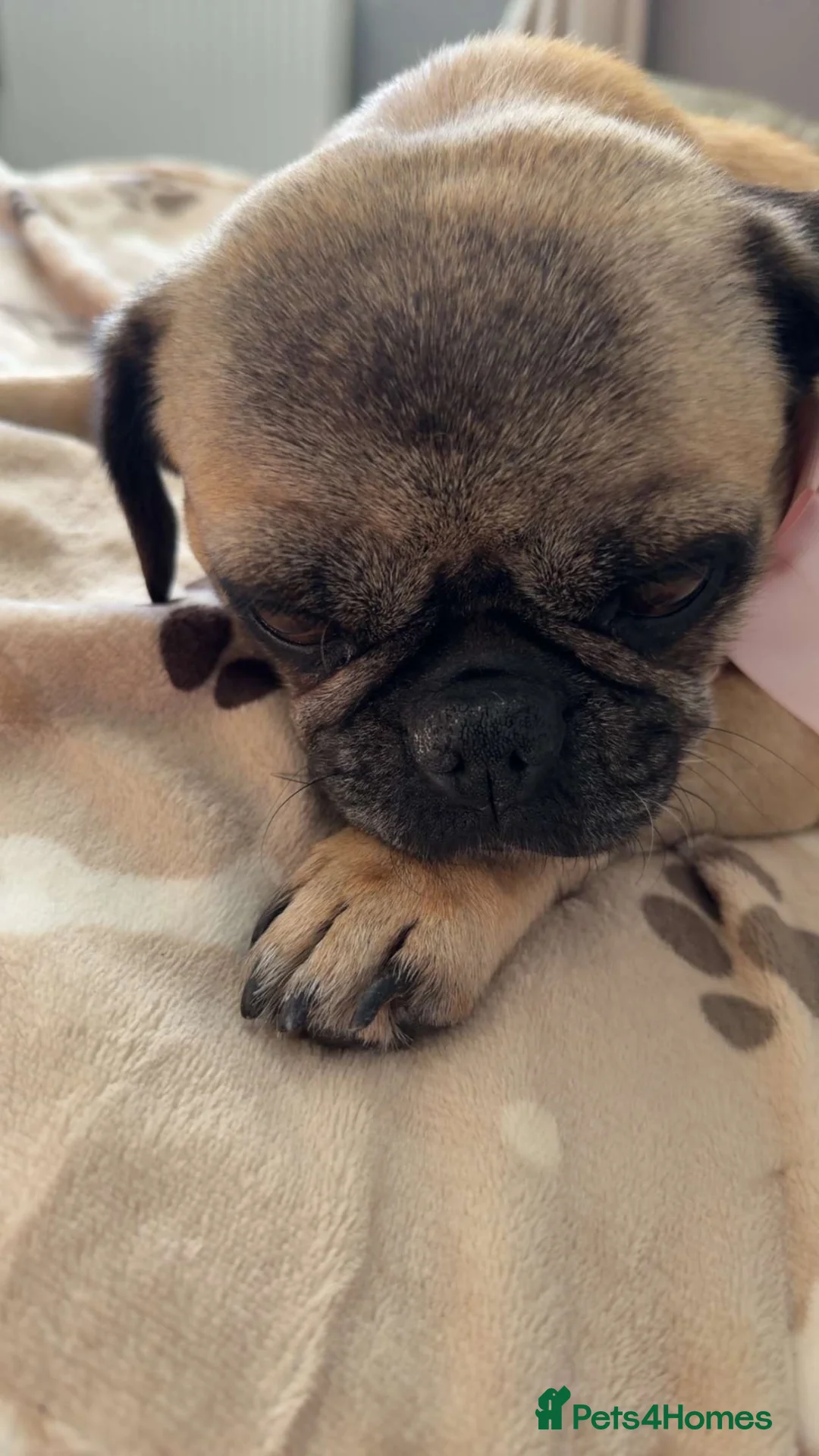 Pug dogs for sale: 5 year old pug  in Craven Arms - Advert 1