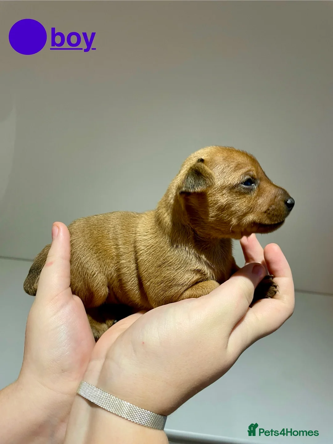 Miniature Pinscher dogs for sale: KC Miniature pincher in Doncaster - Advert 11