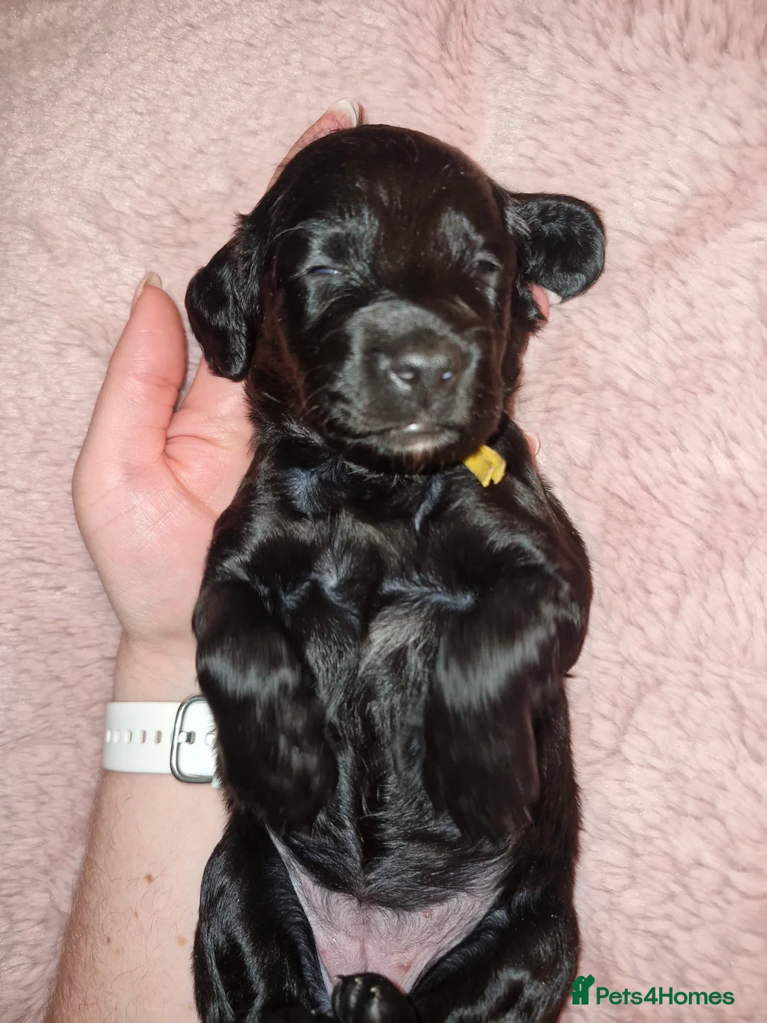 Sproodle dogs for sale: Sproodle f1b puppies - Advert 33
