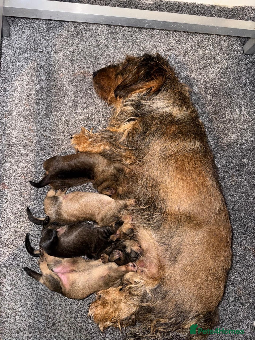 Dachshund dogs for sale: KC Standard Wirehaired Dachshund Puppies - Advert 8