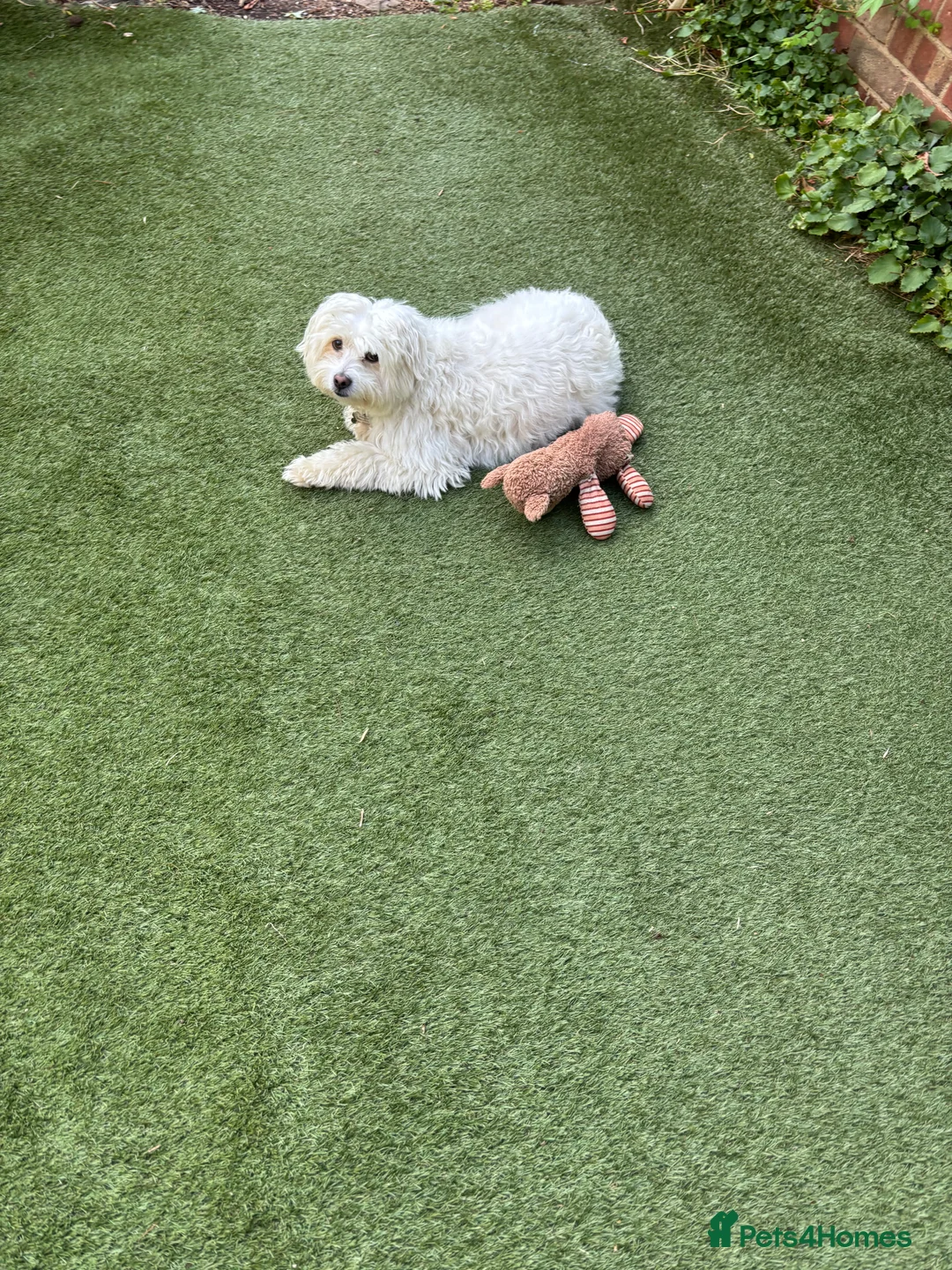 Mixed Breed dogs for sale: Zeus Exceptional Maltese x Whippet   - Advert 4