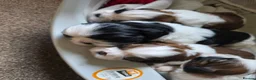 Shih Tzu dogs for sale:  Stunning KC registered Standard Shih Tzu Puppies  - Advert 11