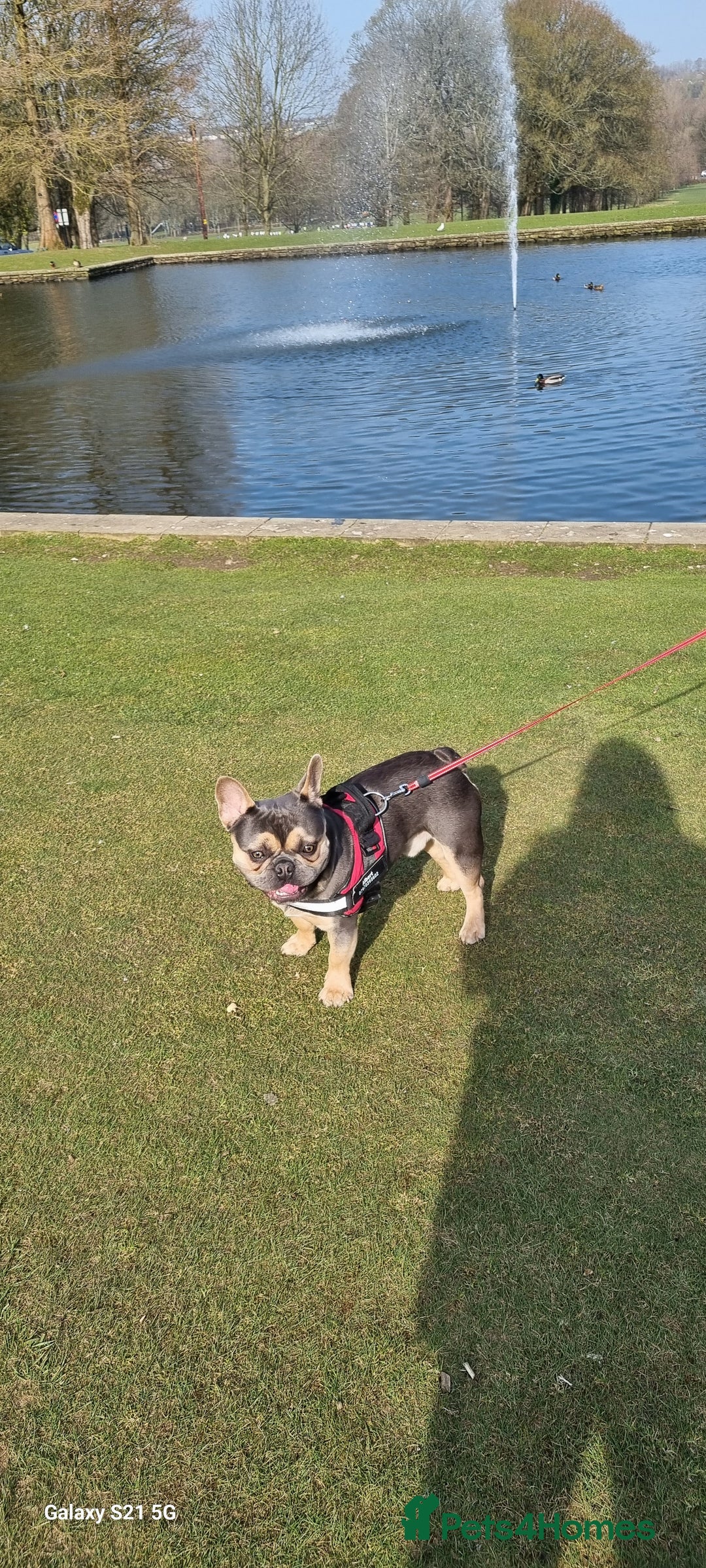 French Bulldog dogs for sale: Male french bulldog - Image 6