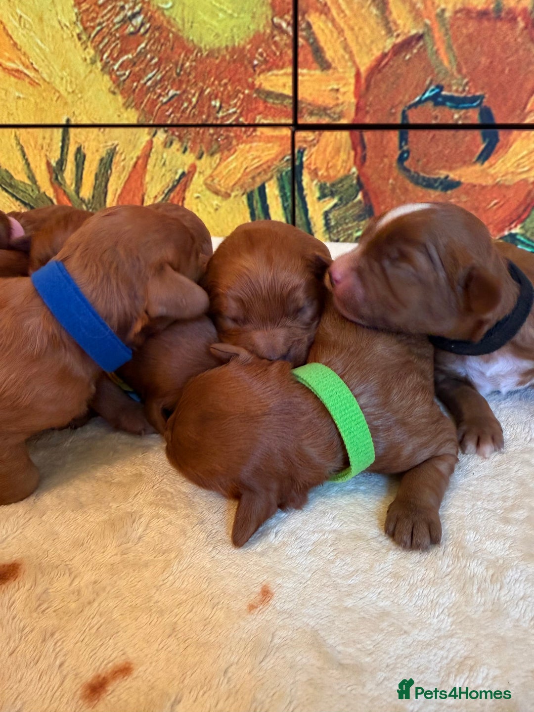 Cavapoo dogs for sale: *Stunning Ruby Red F1 Cavapoo Puppies For Sale* - Advert 14