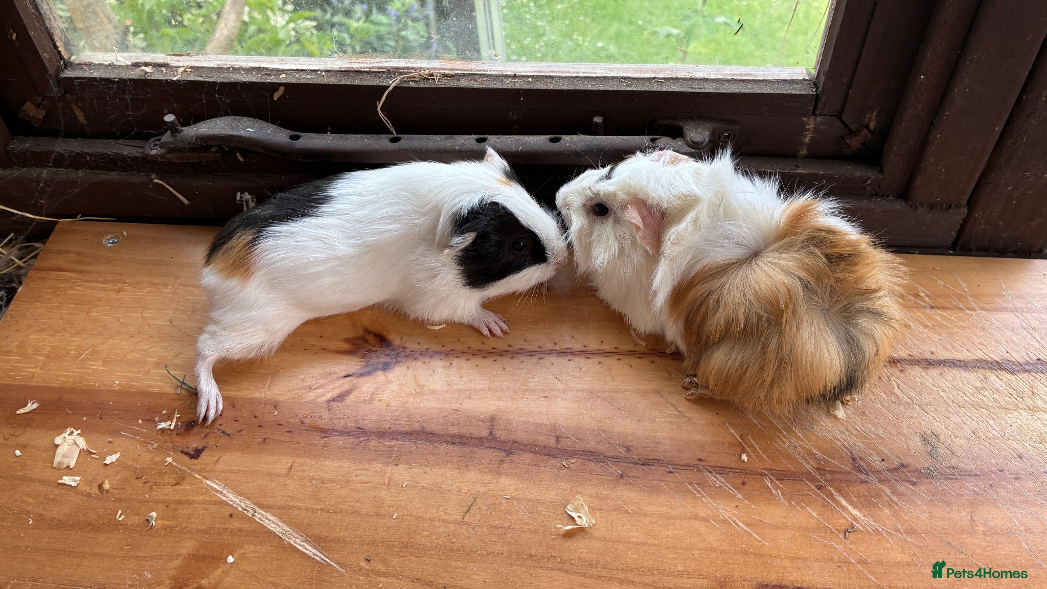 Guinea Pig rodents Male and Female Guinea pigs   For Sale - Advert 1