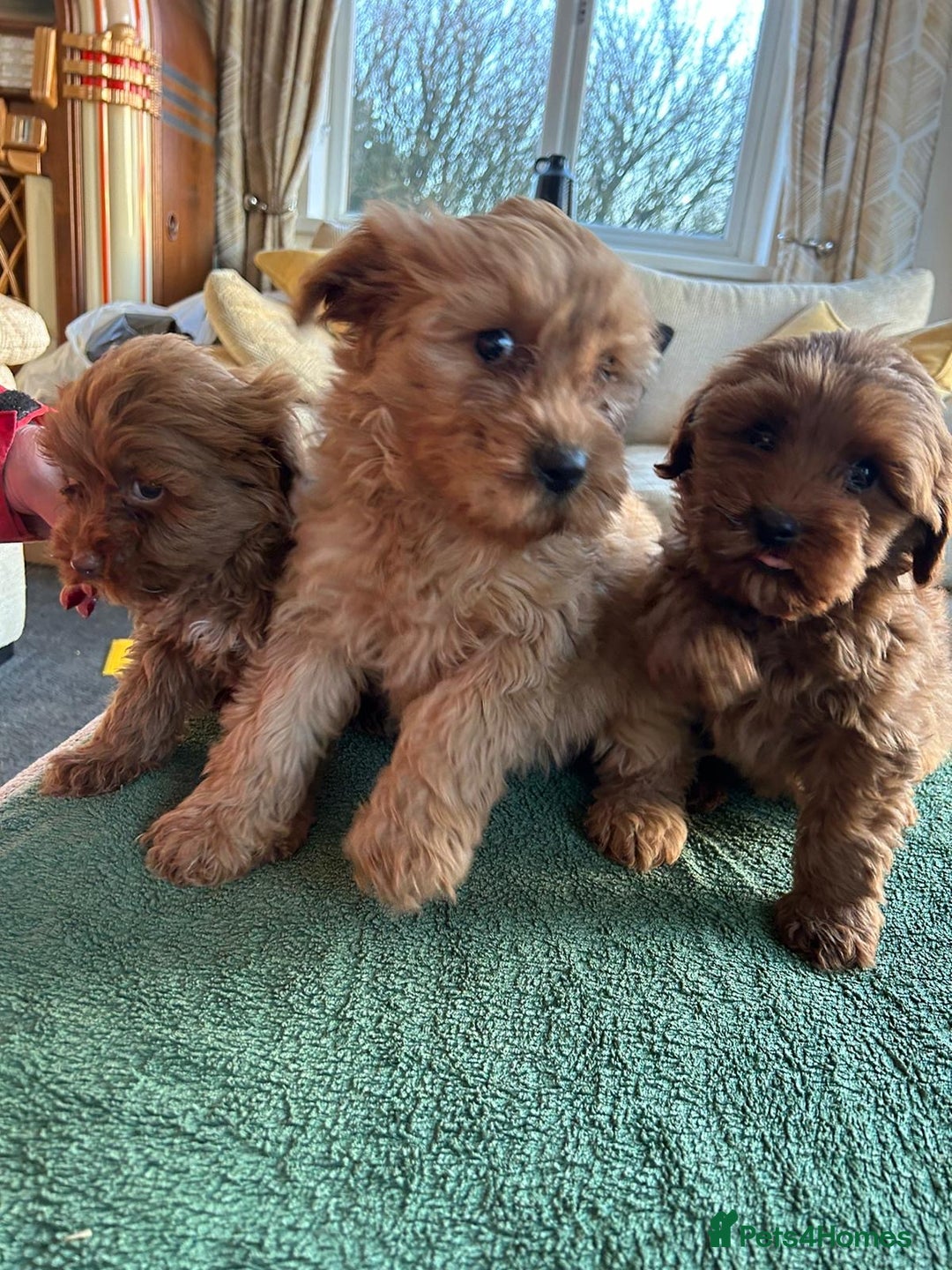 Labradoodle dogs for sale: Gorgeous Health Checked Labradoodle Puppies - Advert 14