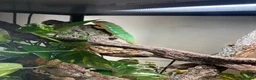 Chameleon reptiles for sale: Panther Chameleon and set up - Advert 7
