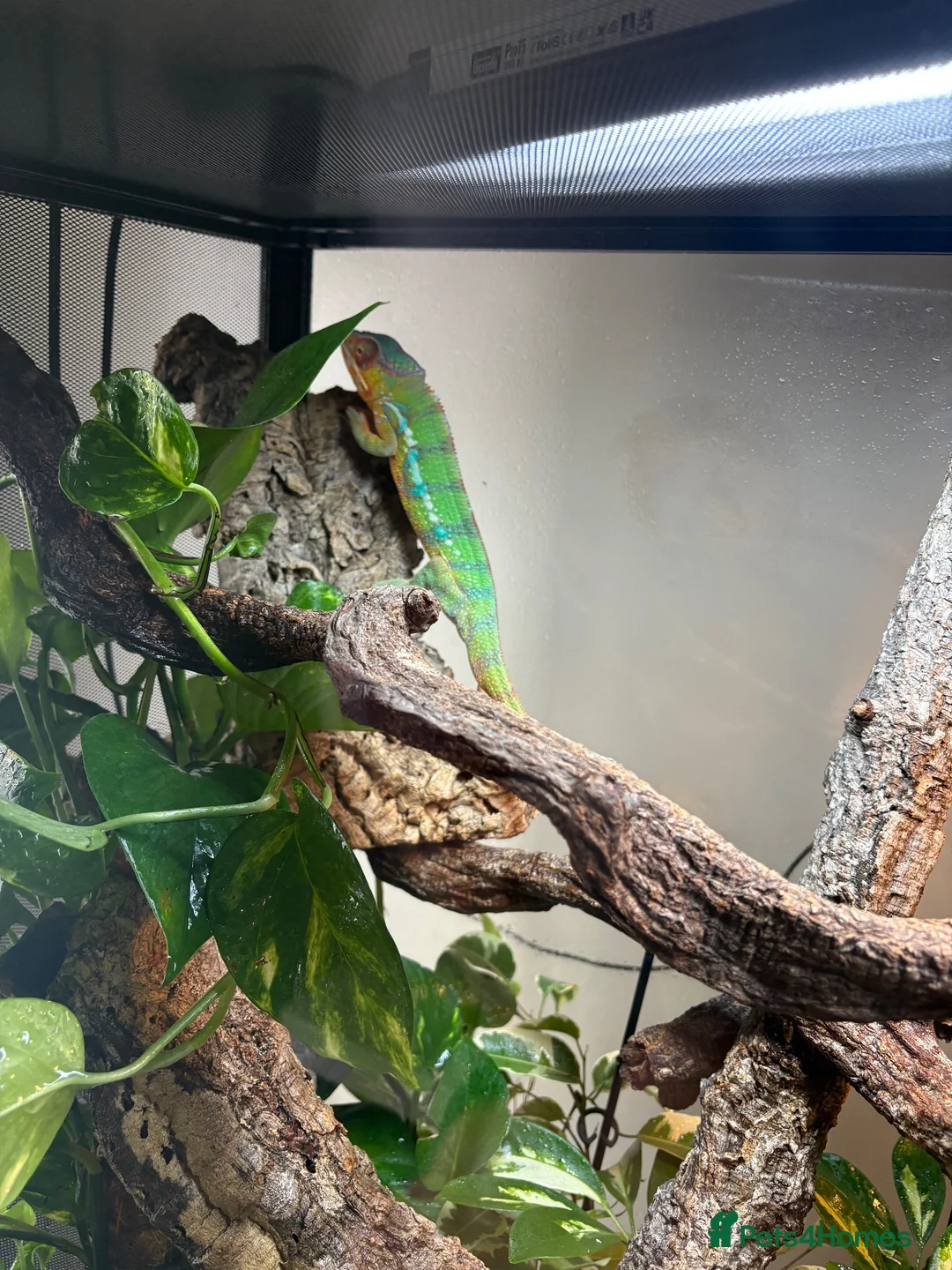 Chameleon reptiles for sale: Panther Chameleon and set up - Advert 7