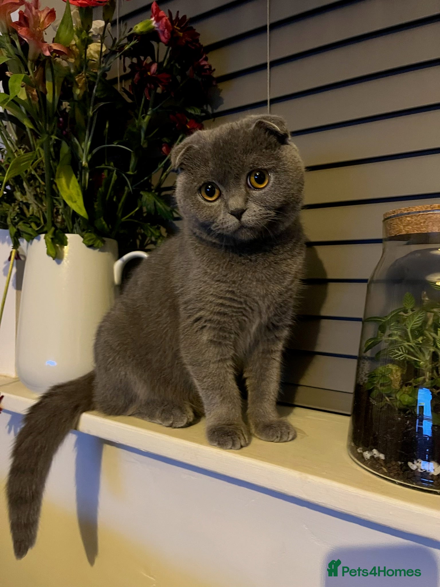 Scottish Fold cats Fawn Scottish Fold Girl Kitten  - Advert 3