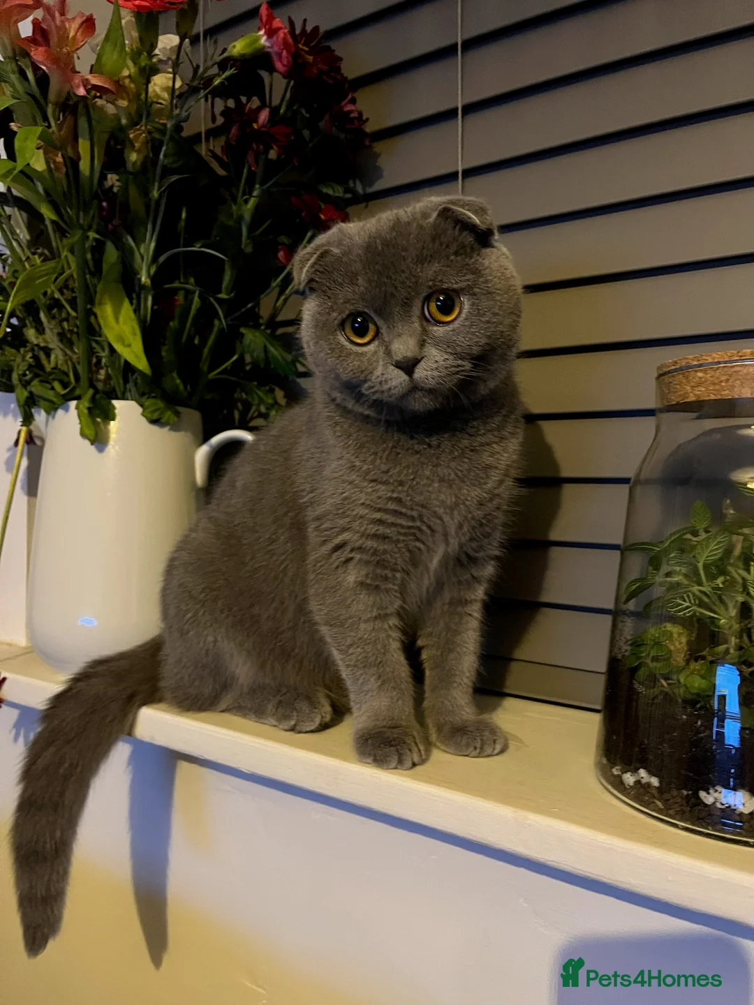 Scottish Fold cats for sale: Fawn Scottish Fold Girl Kitten  - Advert 1