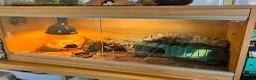 Leopard Gecko reptiles for sale: Two female Gekcos and 3ft viv  - Advert 7