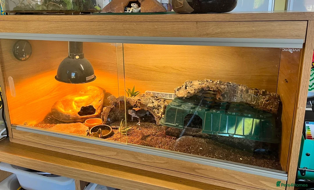 Leopard Gecko reptiles for sale: Two female Gekcos and 3ft viv  - Advert 7