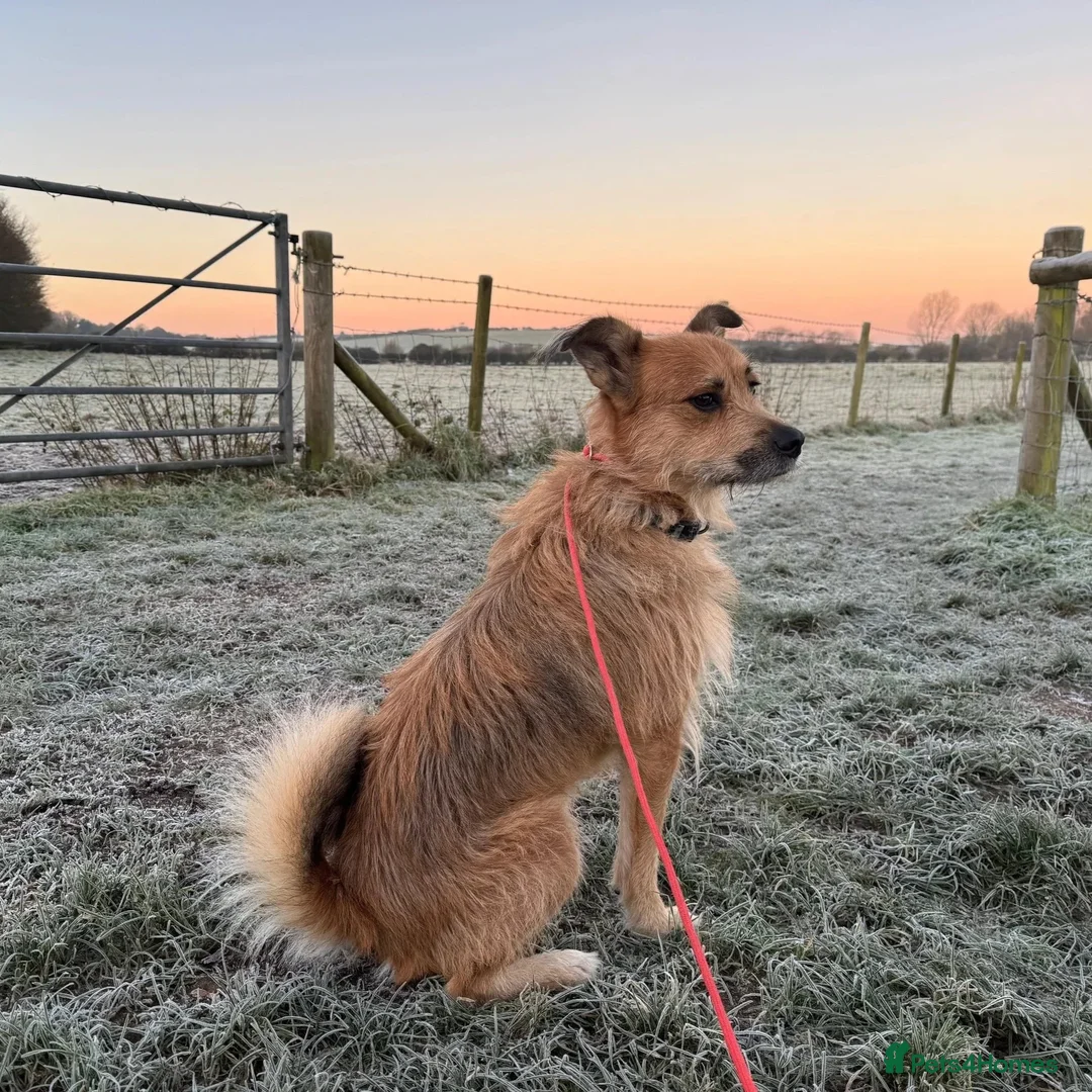 Mixed Breed dogs for adoption: Todd (experienced home needed) - Advert 2