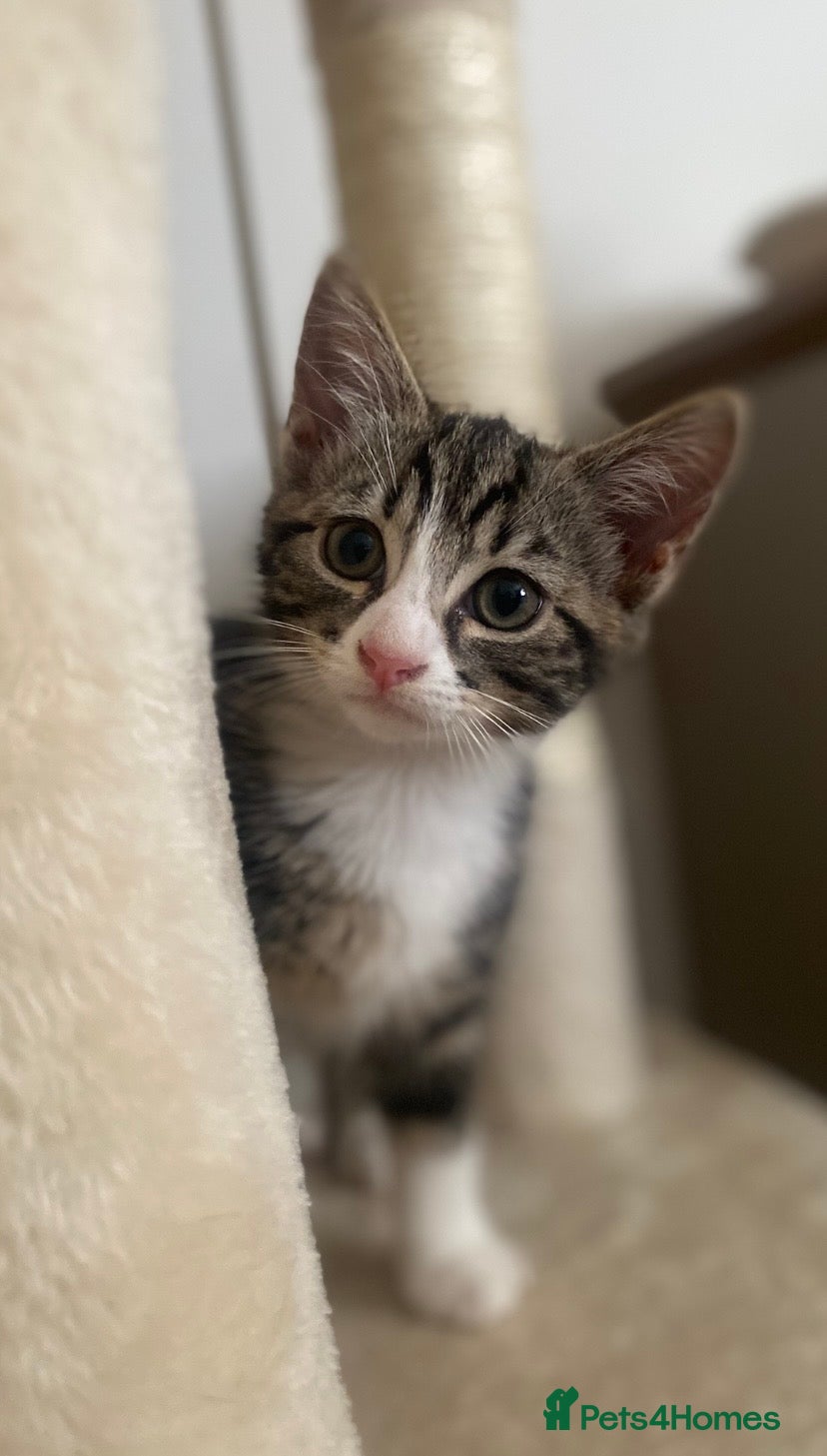 British Shorthair cats Beautiful female kitten for sale - Advert 1