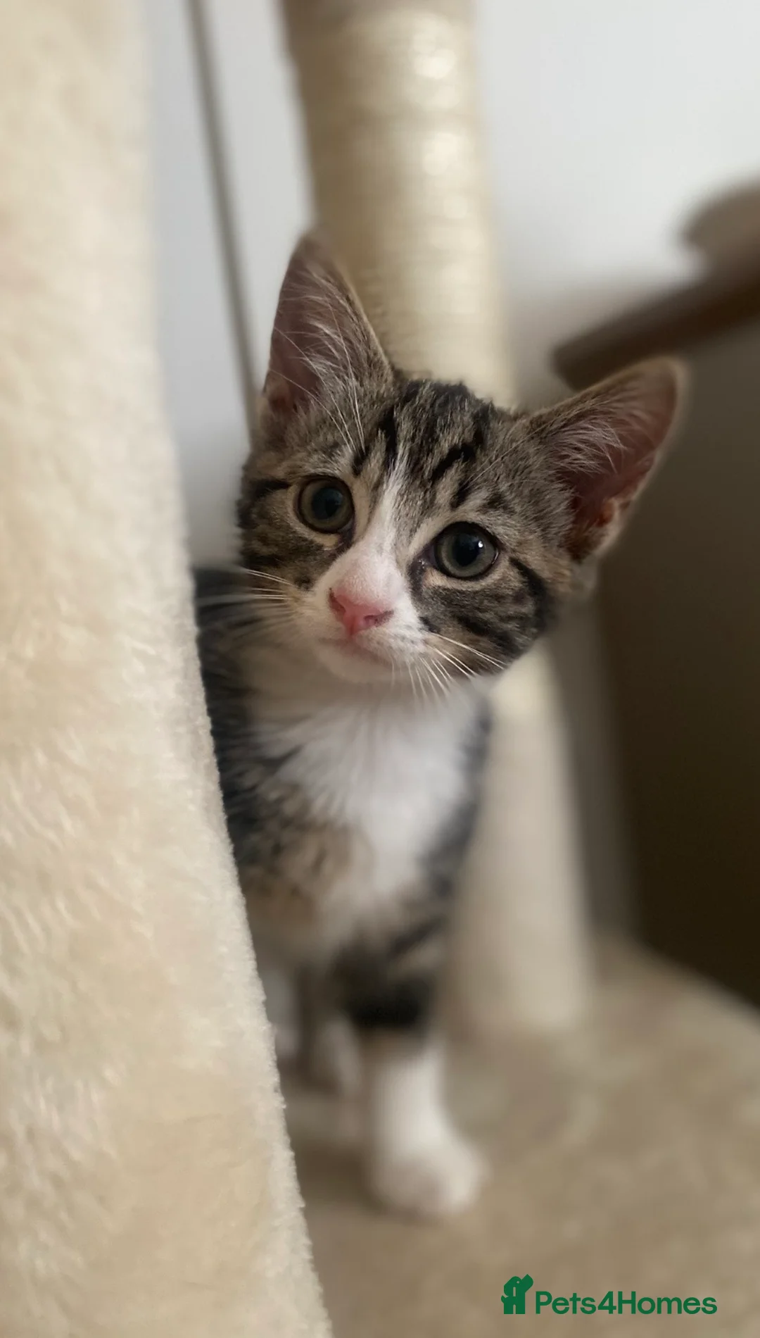 British Shorthair cats for sale: Beautiful female kitten for sale - Advert 1