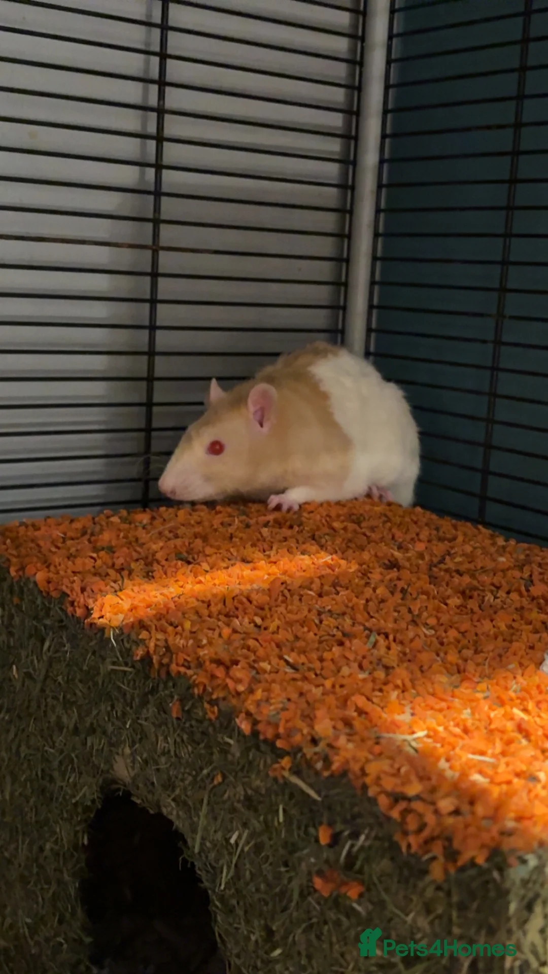 Rat rodents for sale: Mocha and mango in Pontypool - Advert 2