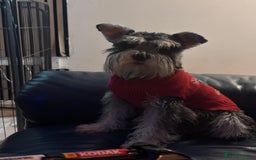 Miniature Schnauzer dogs for sale: ⭐️Beautiful miniature Shnauzer girl ⭐️ - Image 1