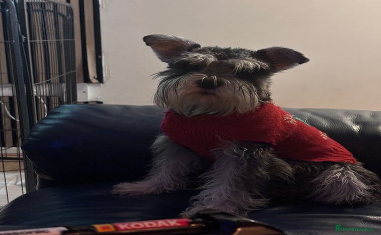 Miniature Schnauzer dogs - Advert 1