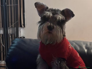 Miniature Schnauzer dogs - Advert 7