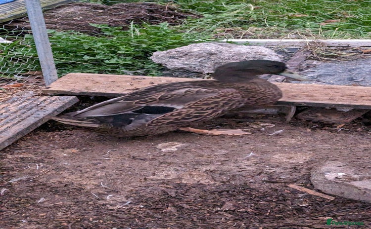Ducks poultry 3 adult ducks looking for a home  - Advert 1