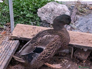 Ducks poultry for sale: 3 adult ducks looking for a home - Advert 1