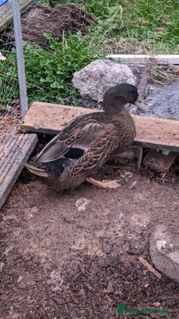 Ducks poultry 3 adult ducks looking for a home - Advert 2