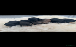 Cockapoo dogs for sale: FI STUNNING SHOW COCKERPOO PUPS  - Image 3