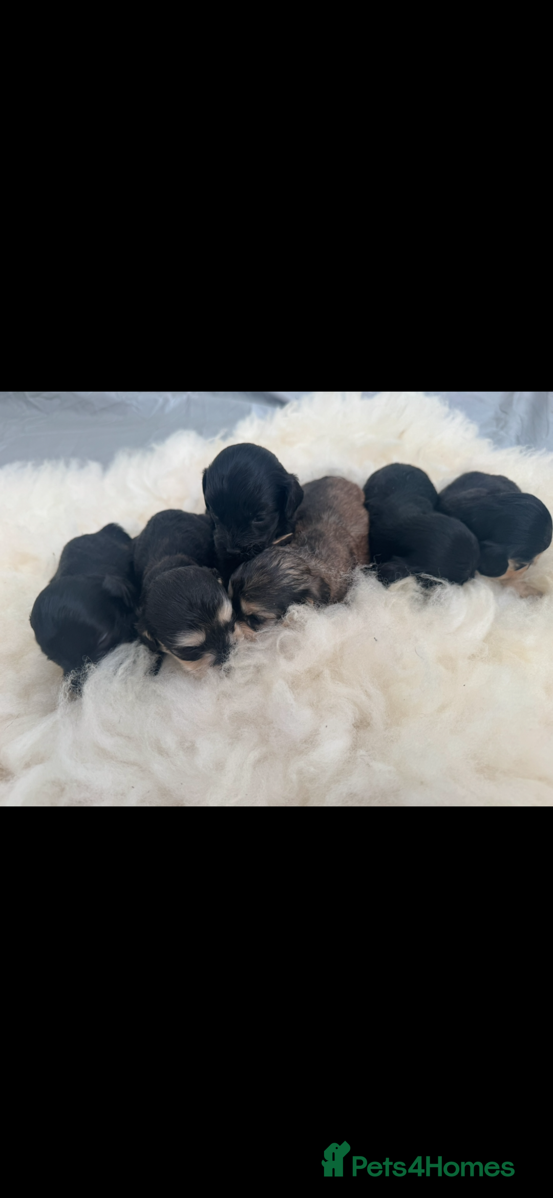 Cockapoo dogs for sale: FI STUNNING SHOW COCKERPOO PUPS  - Image 3