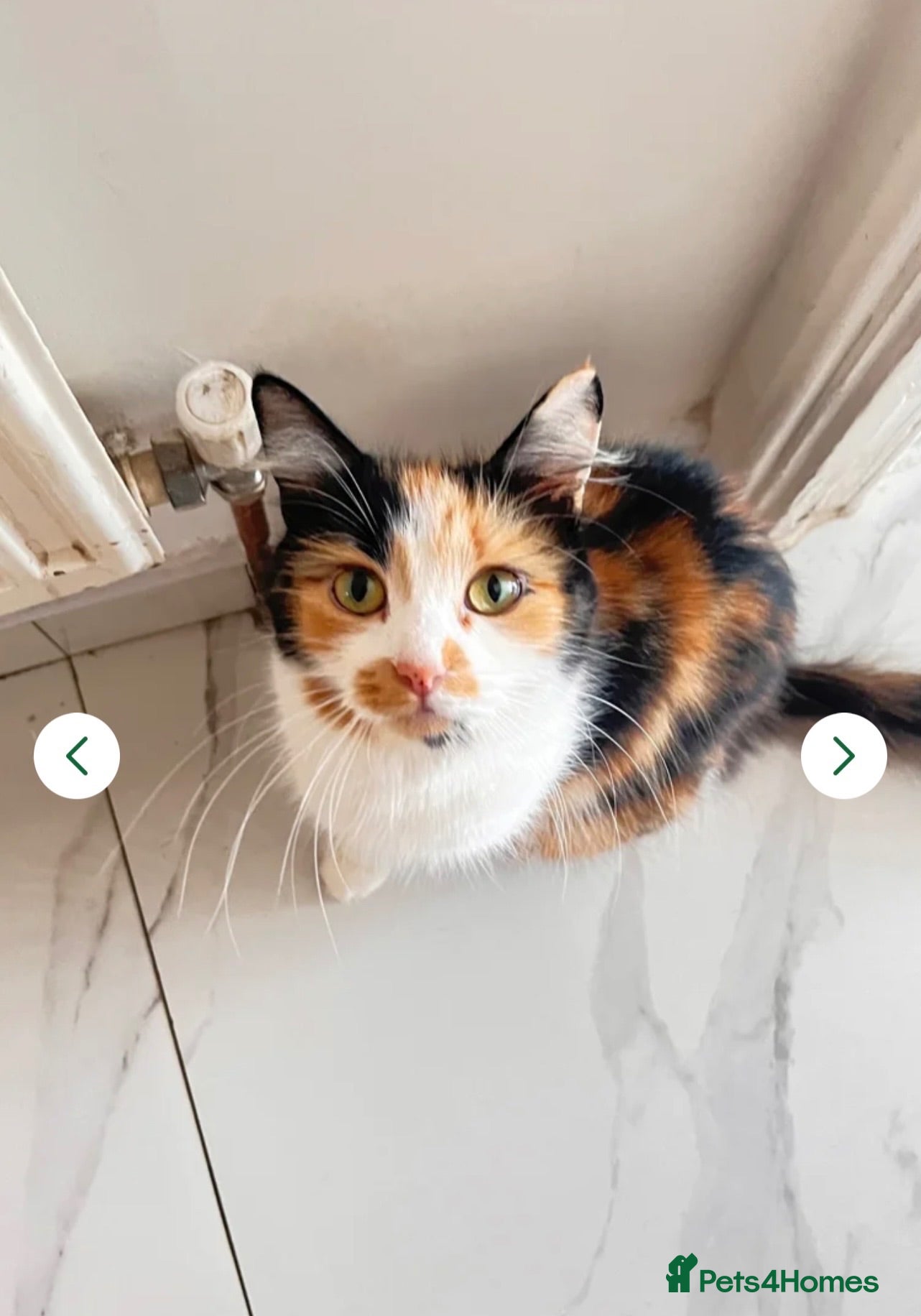 British Longhair cats Bountiful British longhair female for free - Advert 1
