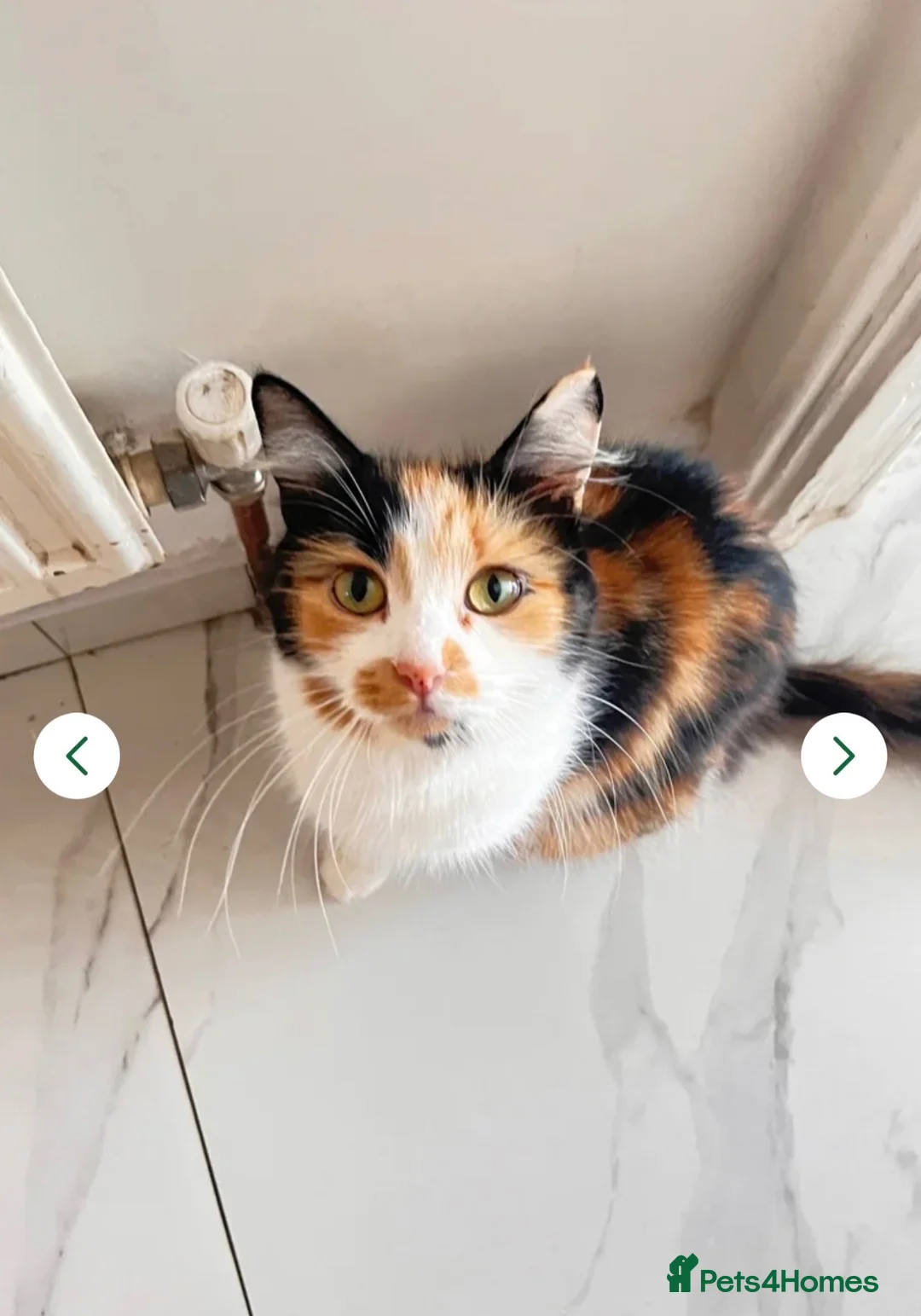 British Longhair cats for sale: Bountiful British longhair female for free in London - Advert 1