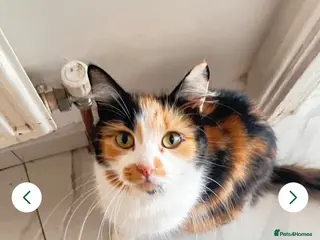 British Longhair cats Bountiful British longhair female for free - Advert 1