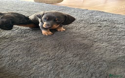 Miniature Dachshund dogs for sale: READY TO GO! ⭐️ 1 Beautiful Boy AVAILABLE!  - Image 4