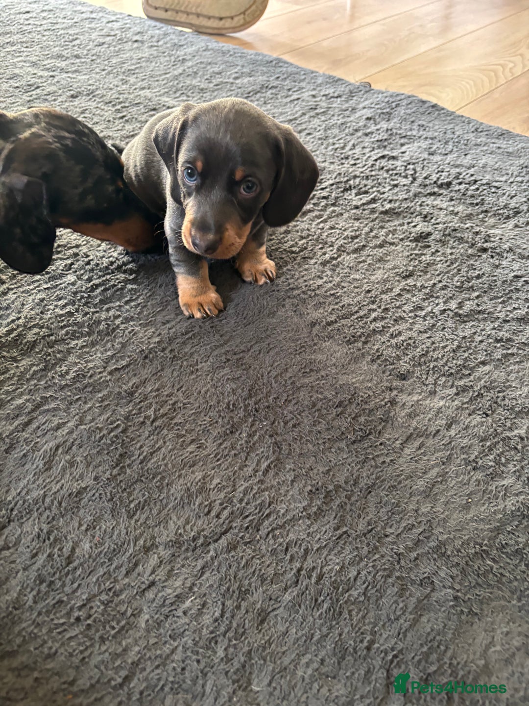 Miniature Dachshund dogs for sale: READY TO GO! ⭐️ 1 Beautiful Boy AVAILABLE!  - Image 4