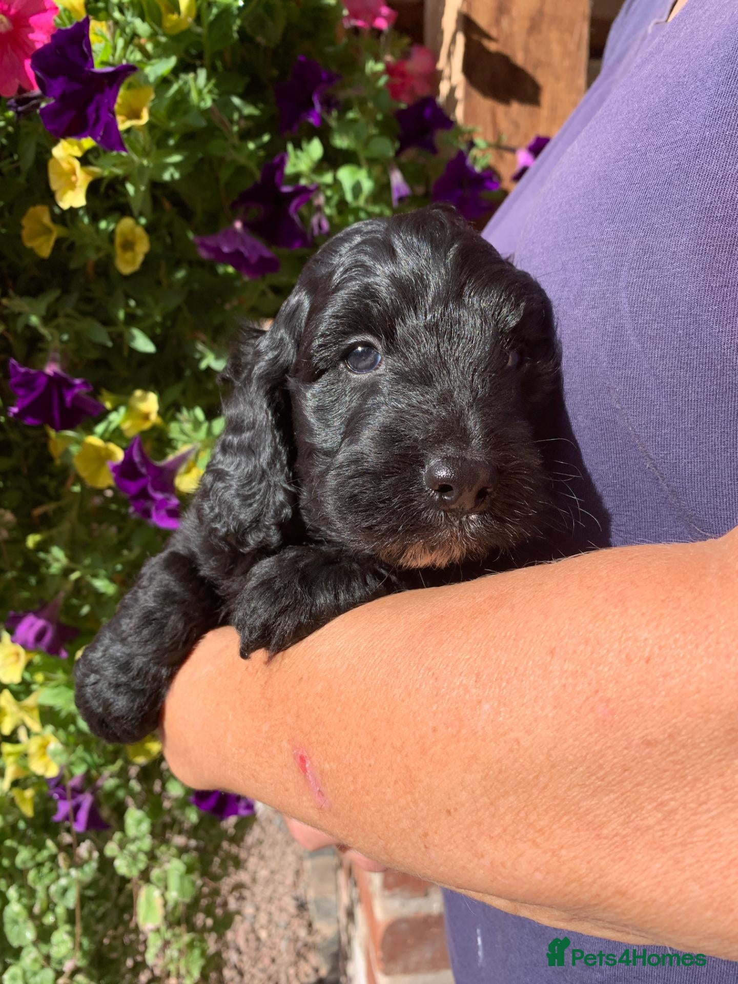 Cockapoo dogs STUNNING COCKAPOO PUPPIES - Advert 1